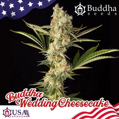 Buddha Seeds Buddha Wedding Cheesecake semienka neobsahujú THC 100 ks