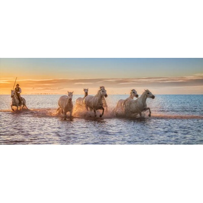 Obrazy - Figueras, Antoni: Camargue Horses II - reprodukce obrazu
