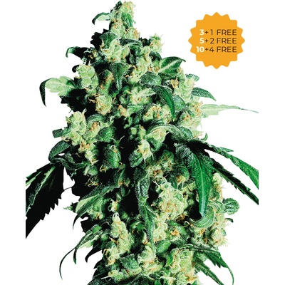 Sensi Seeds Super Skunk semena neobsahují THC 10 ks
