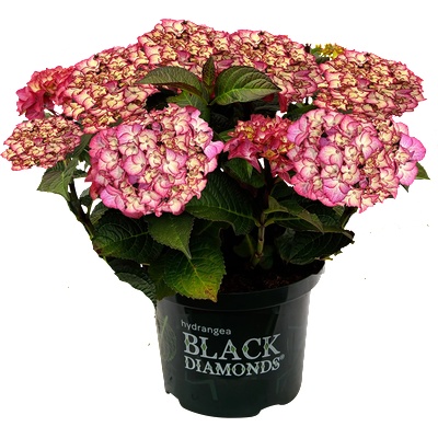 Black Diamond® Midnight Beauty® Purple -Black Diamonds® - градинска хортензия