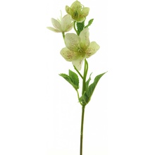 Čemeřice - Helleborus zelená v34 cm (N937891)