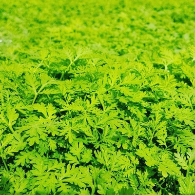 Moringa z Tenerife Artemisia annua Pelyněk roční z TENERIFE 300 ks