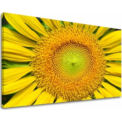 Obraz na stenu KVETY - 80x120 cm