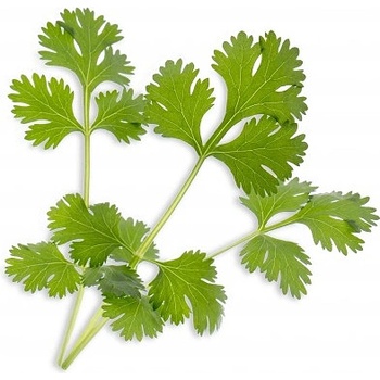 Veritable Вложка за семена Lingot основни билки кориандър (lingot-kolendra)