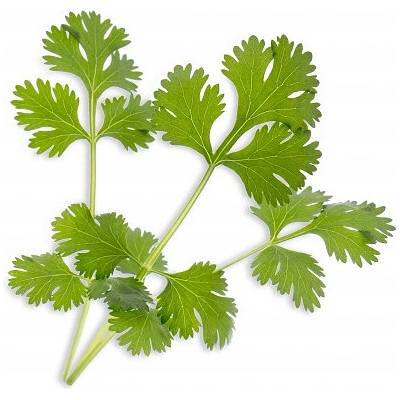 Veritable Вложка за семена Lingot основни билки кориандър (lingot-kolendra)