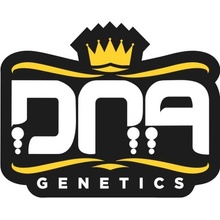 DNA Genetics Auto Strawberry Banana Balenie: 6 ks 0% THC