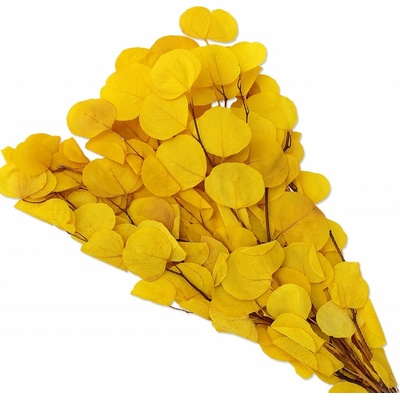 Eucalyptus populus stabilizovaný bělený + žlutý, 100 g