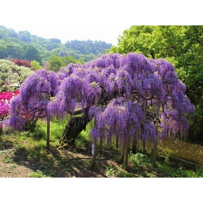 Vistéria čínska Prolific, výška 50-70 cm, kvetináč 15 cm