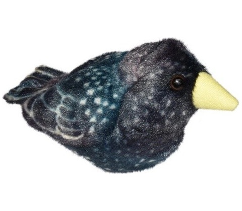Ptáček Špaček