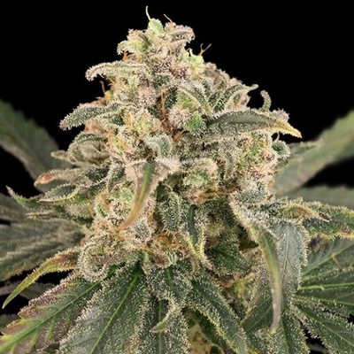 Advanced Seeds Auto Amnesia XXL semienka neobsahujú THC 1 ks