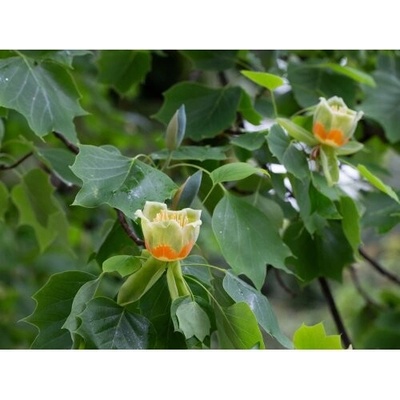 Ľaliovník tulipánokvetý (Liriodendron tulipifera) ´TULIPANOVEC´ - výška 50-80 cm, kont. C5L