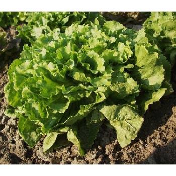 Салата - Цикория "Number 5 " ± 1750 семена (3 g) (005000)