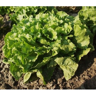 Салата - Цикория "Number 5 " ± 1750 семена (3 g) (005000)