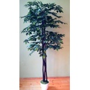 Fikus Benjamin 160 cm