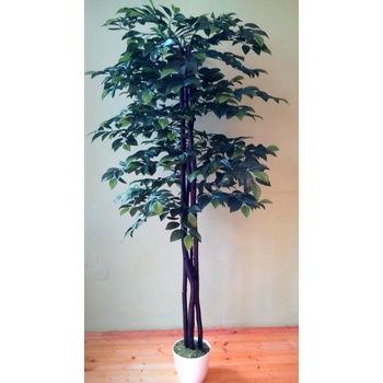 Fikus Benjamin 160 cm