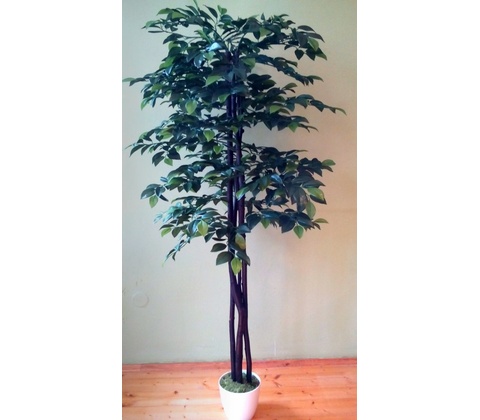 Fikus Benjamin 160 cm