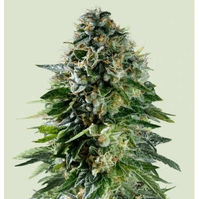 Royal Queen Seeds Corkscrew Auto semienka neobsahujú THC 1 ks