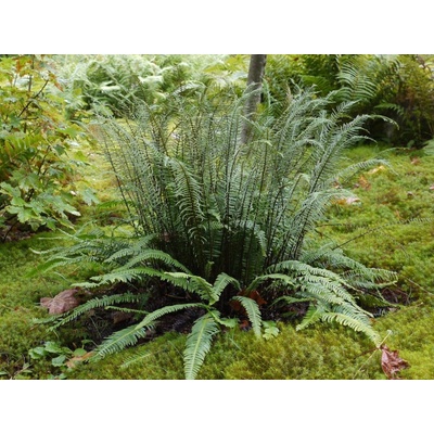 Rebrovka rôznolistá, kvetináč 17 cm