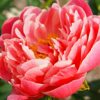 Pivoňka Coral Sunset - Paeonia lactiflora - hlízy pivoňky - 1 ks