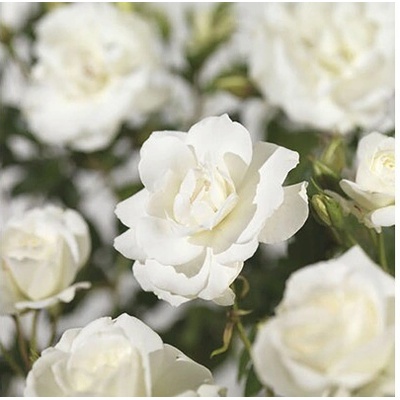 Ruža FloraSelf Rosa 'Climbing Iceberg' 100-120 cm kvetináč 5 l