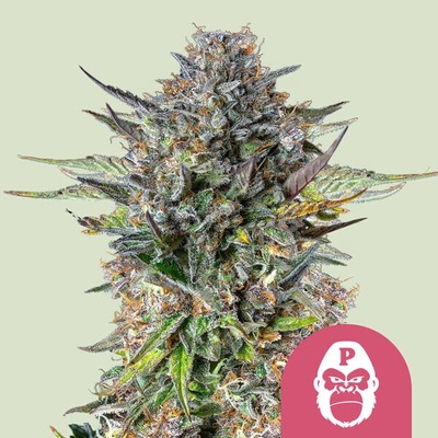 Royal Queen Seeds Pink Gorilla semienka neobsahujú THC 10 ks