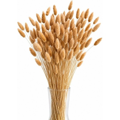 Sušený lagurus (králičí ocásek) terracotta 45g
