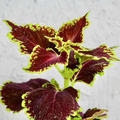 Coleus Africká kopřiva Crown Jewel baby