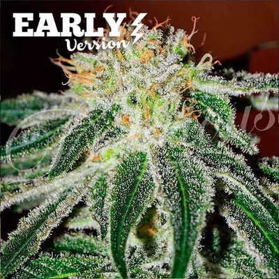 Delicious Seeds Black Russian Early Version semienka neobsahujú THC 100 ks