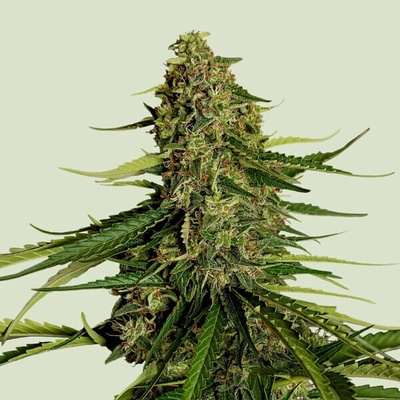 Royal Queen Seeds Gaia F1 semena neobsahují THC 10 ks