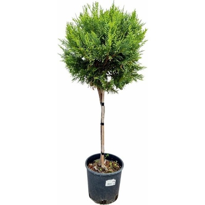 Cyprusovec leylandský na kmienku 80-90 cm, kont. 7 l