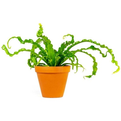 Gardners Asplenium antiquum Osaka, průměr 12 cm Sleziník, Ptačí hnízdo