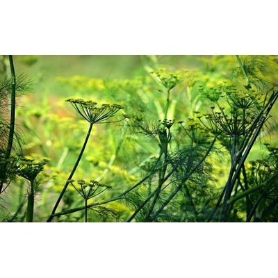 Семена от Анасон 5 гр / ± 1000 бр (332000)