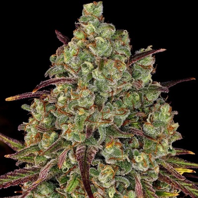 Barney's Farm Tangerine Dream semena neobsahují THC 10 ks
