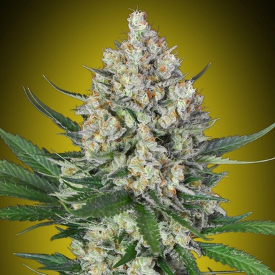 00 Seeds Bank Lemon OG semienka neobsahujú THC 3 ks