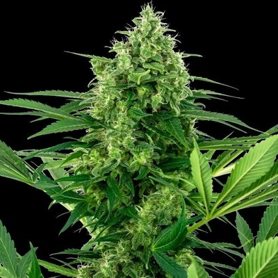 Sensi Seeds Research Banana Frosting semena neobsahují THC 5 ks