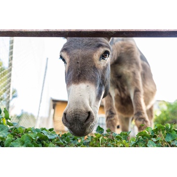 DIMEX ART s. r. o Флизелинов фототапет магаре 375 x 250 см