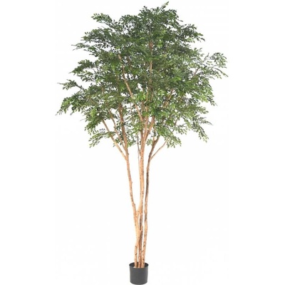 BUCIDA, 330cm