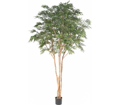 BUCIDA, 330cm