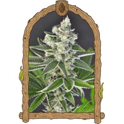 Exotic Seed Pink Hokkaido semena neobsahují THC 3 ks