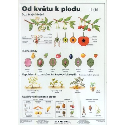 Od květu k plodu II - tabulka A4