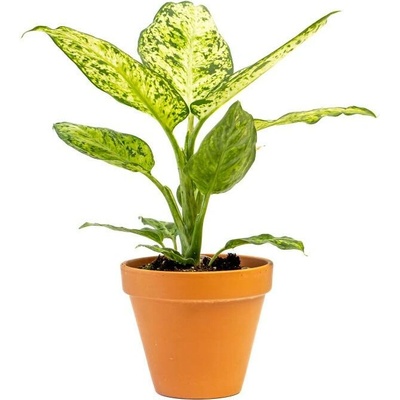 Gardners Dieffenbachia Amy, průměr 12 cm Difenbachie, mramornatka