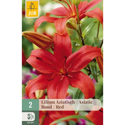 Lilie Asiatic Red "C"