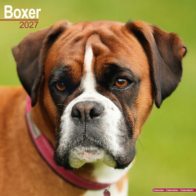 AVONSIDE Boxer, 30 x 30 cm 2027