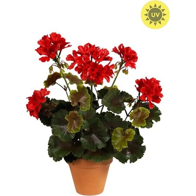 Geránium červené v kvetináči vonkajšie, 35cm