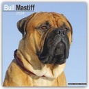 Bull Mastiff Square Dog Breed Wall 16 Month 2024