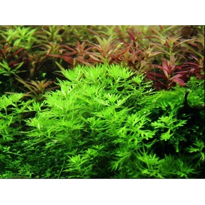 Hottonia palustris