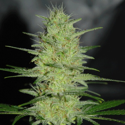 Cream Of The Crop Pretty Lights semienka neobsahujú THC 10 ks