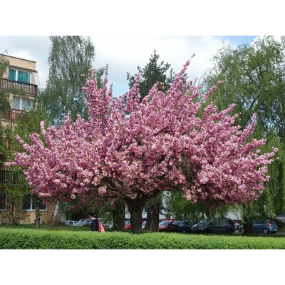 Okrasná čerešňa Kanzan na 130-140 cm kmienku, výška 150-180 cm, kvetináč 5 l