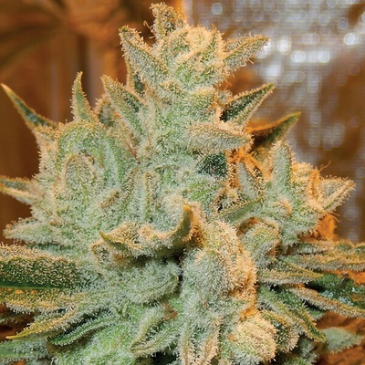 Anesia Seeds Auto Betty semienka neobsahujú THC 3 ks