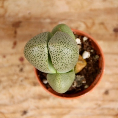 Lithops hallii živé kamene baby